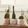 Novo Clay Planter Set